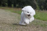 BICHON FRISE 486